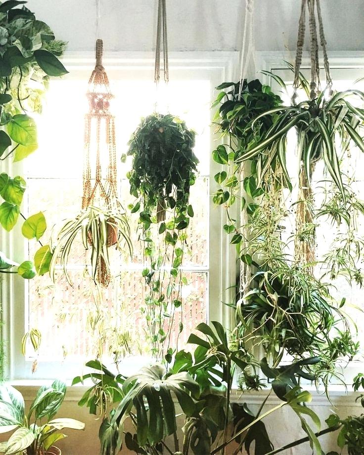 how-to-hang-plants-best-hanging-plants-ideas-on-hanging-plant-hanging-planter-macrame-and-hanging-planter-how-to-hang-plants-from-concrete-ceiling